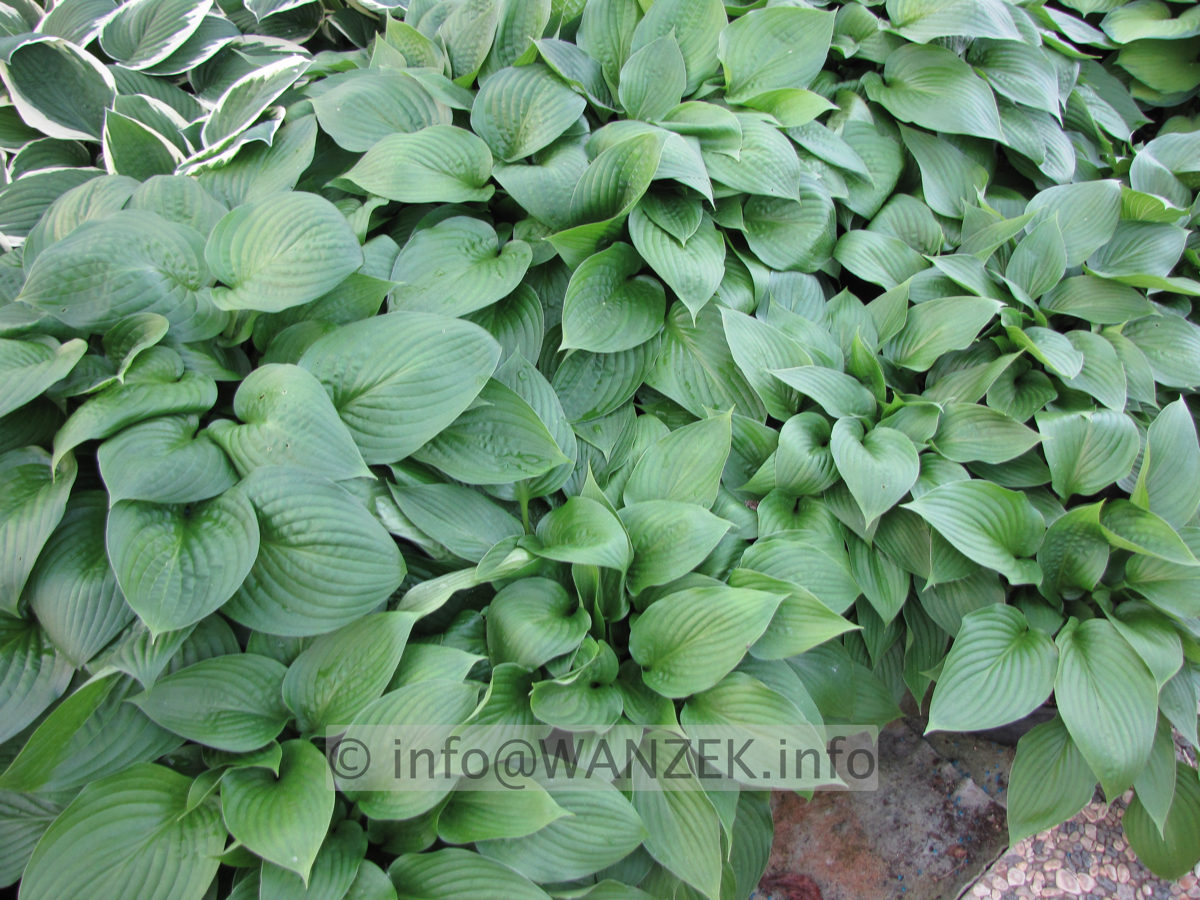 Hosta Hybride Schoene Naomi Blattwerk flaechig.JPG